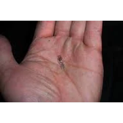 Dipsiz Gösterge Ampulu, Küçük, 12V 1.2W Dipsiz Gösterge Ampulu, Küçük, 12V 1.2W